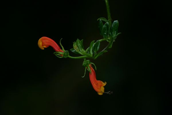 IMG_4255.JPG