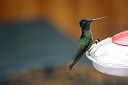 IMG_4101.JPG