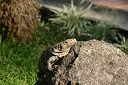 IMG_4356.JPG