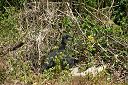 IMG_4757.JPG