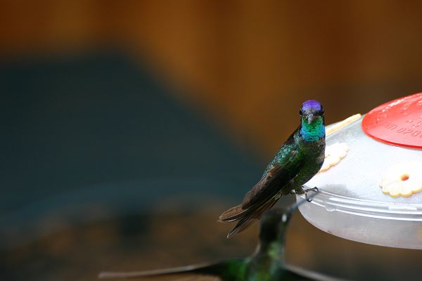 IMG_4100.JPG