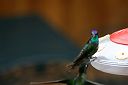 IMG_4100.JPG