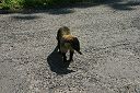 IMG_4711.JPG