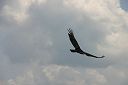 IMG_4765.JPG