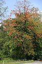 IMG_3935.JPG